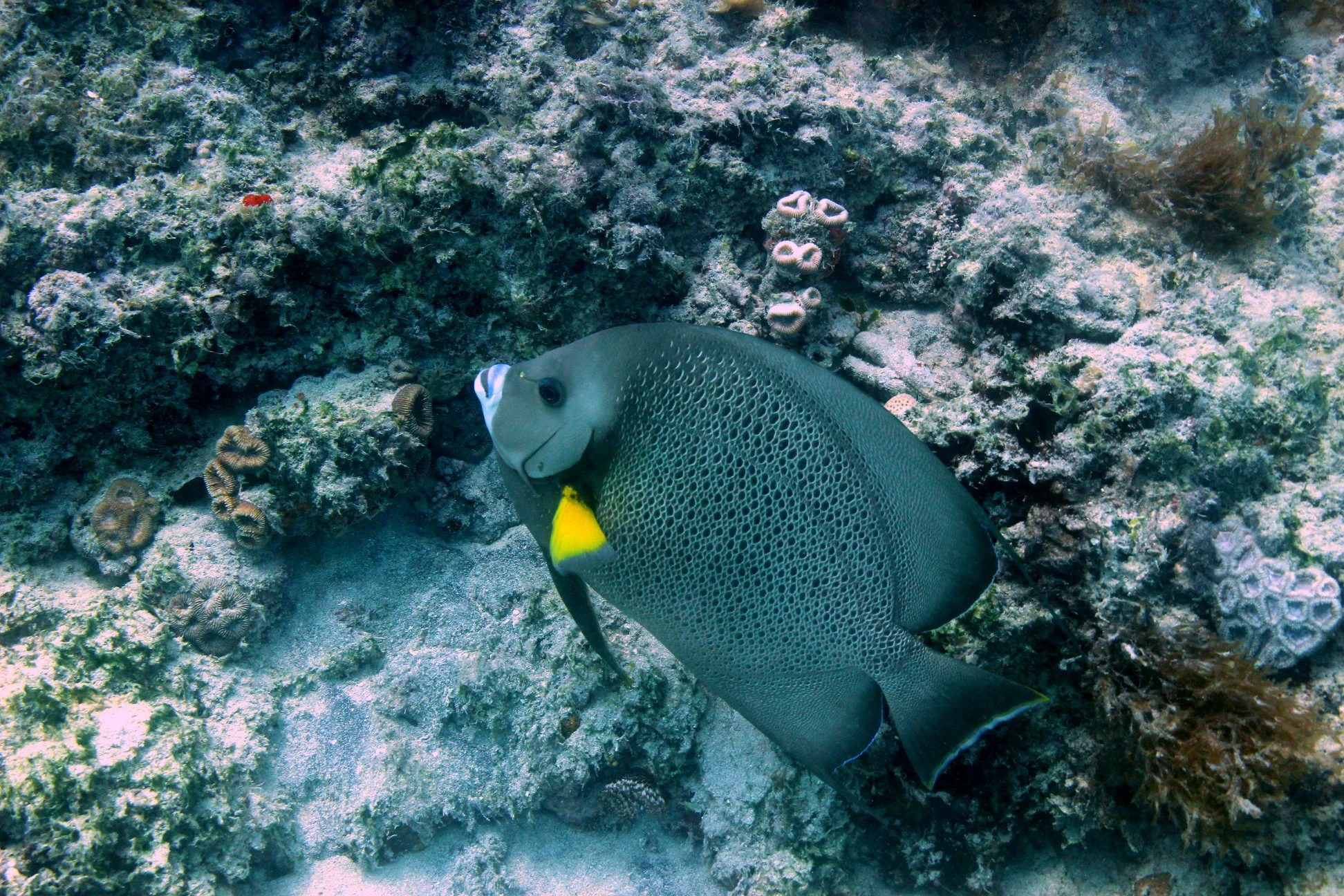Foto do album Abrolhos Subaquático